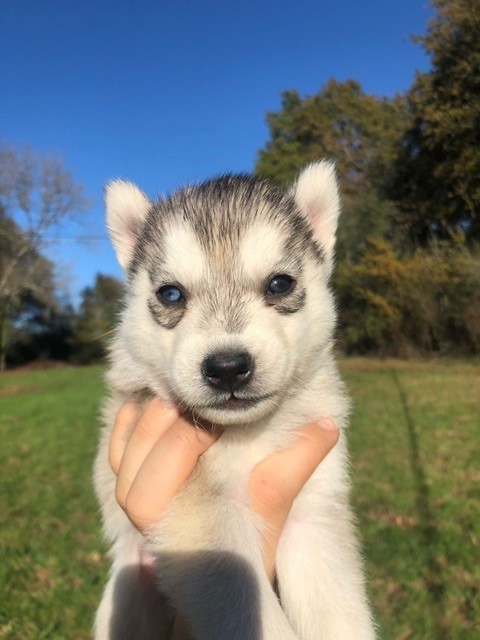 Stephane Juillet - Chiots disponibles - Siberian Husky