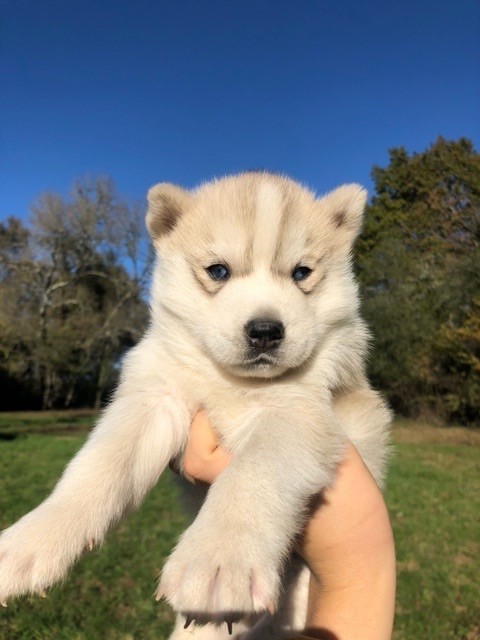 Stephane Juillet - Chiots disponibles - Siberian Husky