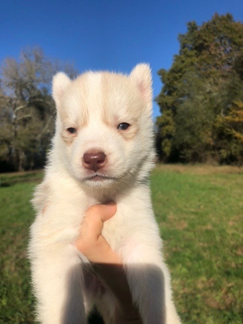 Stephane Juillet - Chiots disponibles - Siberian Husky