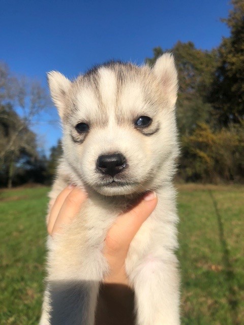 Stephane Juillet - Chiots disponibles - Siberian Husky