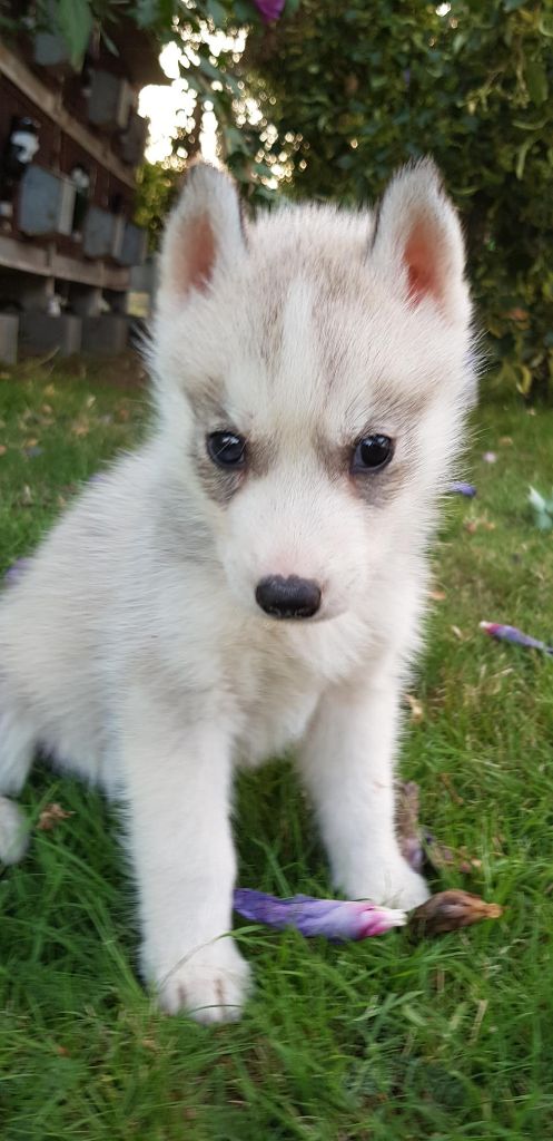 Stephane Juillet - Chiots disponibles - Siberian Husky